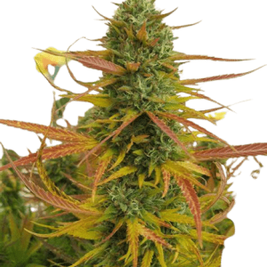 OG KUSH - DNA GENETICS