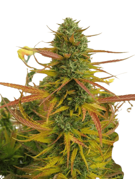 OG KUSH - DNA GENETICS