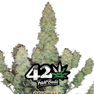 OG KUSH ORIGINALS AUTO FASTBUDS