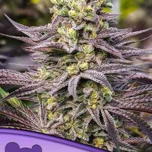 ORACLE OCTANE ANESIA SEEDS