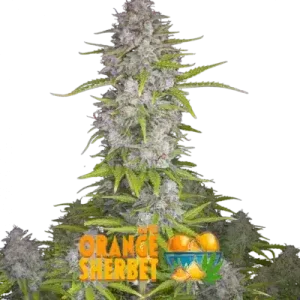 ORANGE SHERBET AUTO - FASTBUDS