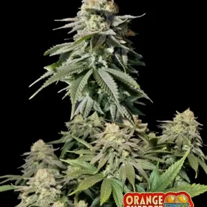 Orange Sherbet FF FASTBUDS