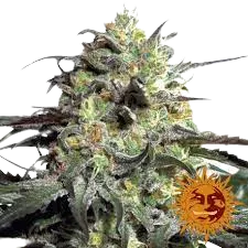 PEYOTE COOKIES BARNEY'S FARM