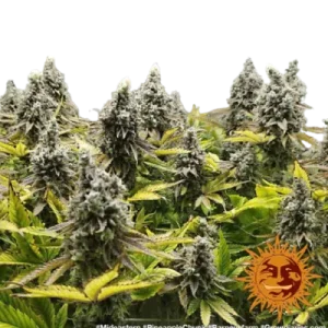 PINEAPPLE CHUNK - BARNEY'S FARM