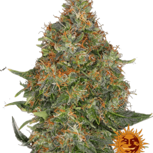 PINEAPPLE EXPRESS AUTO BARNEY'S FARM