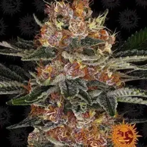 PURPLE PUNCH AUTO BARNEY'S FARM