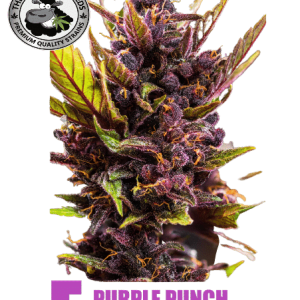 PURPLE PUNCH FAST BLACK SHEEP