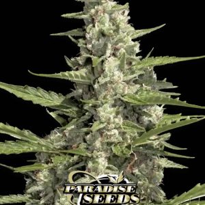 PANDORA AUTO - PARADISE SEEDS