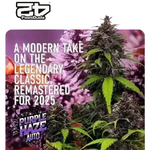 Purple Haze Auto FastBuds 2025