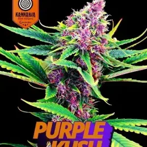 Purple kush Kannabia