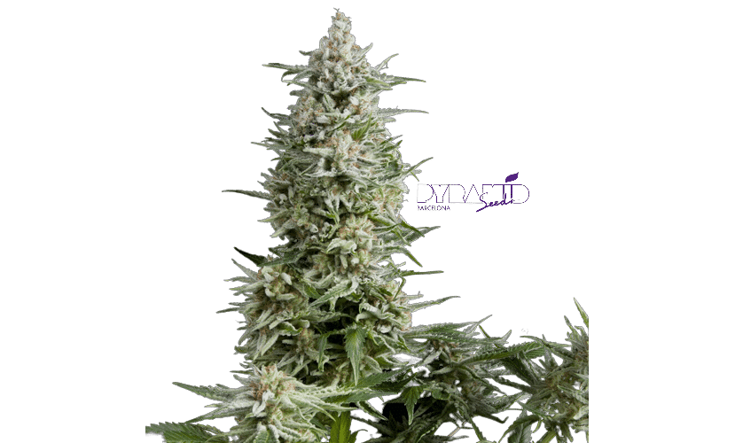 AMNESIA GOLD AUTO - PYRAMID SEEDS