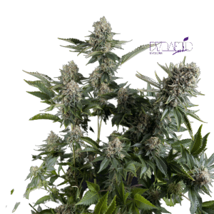 WHITE WIDOW AUTO - PYRAMID SEEDS