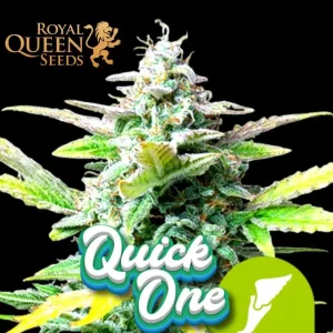 Quick One Auto Royal Queen