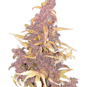 RED POISON AUTO SWEET SEEDS