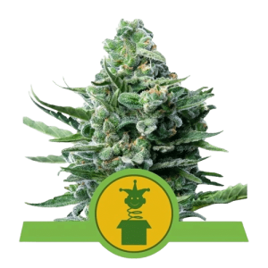 ROYAL JACK AUTOMATIC ROYAL QUEEN