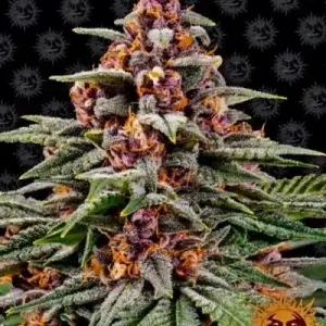 RUNTZ AUTO BARNEY'S FARM