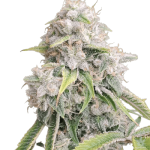 SKYWALKER KUSH - DNA GENETICS