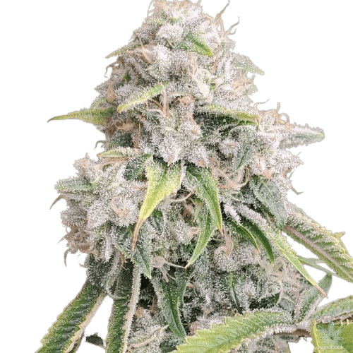 SKYWALKER KUSH - DNA GENETICS