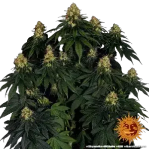 SKYWALKER OG AUTO BARNEY'S FARM