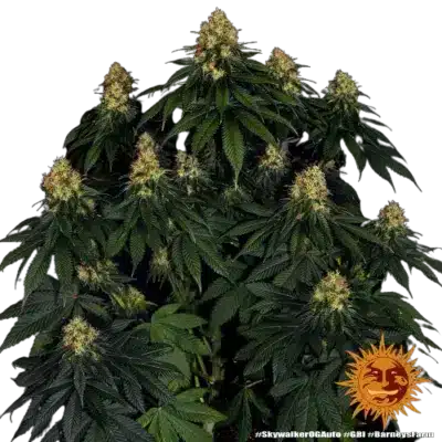 SKYWALKER OG AUTO BARNEY'S FARM