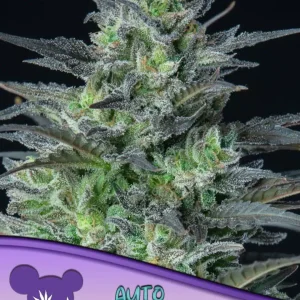SLEEPY JOE AUTO ANESIA SEEDS