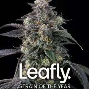 SUPER BOOF Barney's Farm