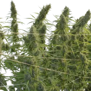 SUPER MALAWI HAZE - ACE SEEDS