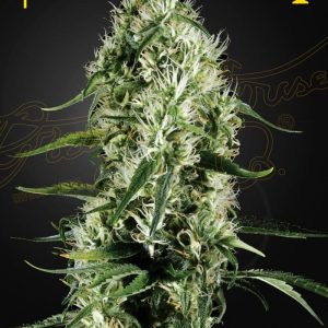 SUPER SILVER HAZE GREENHOUSE SEEDS