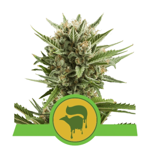 SWEET SKUNK AUTOMATIC ROYAL QUEEN