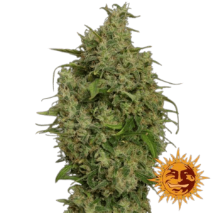 SWEET TOOTH AUTO- BARNEY'S FARM