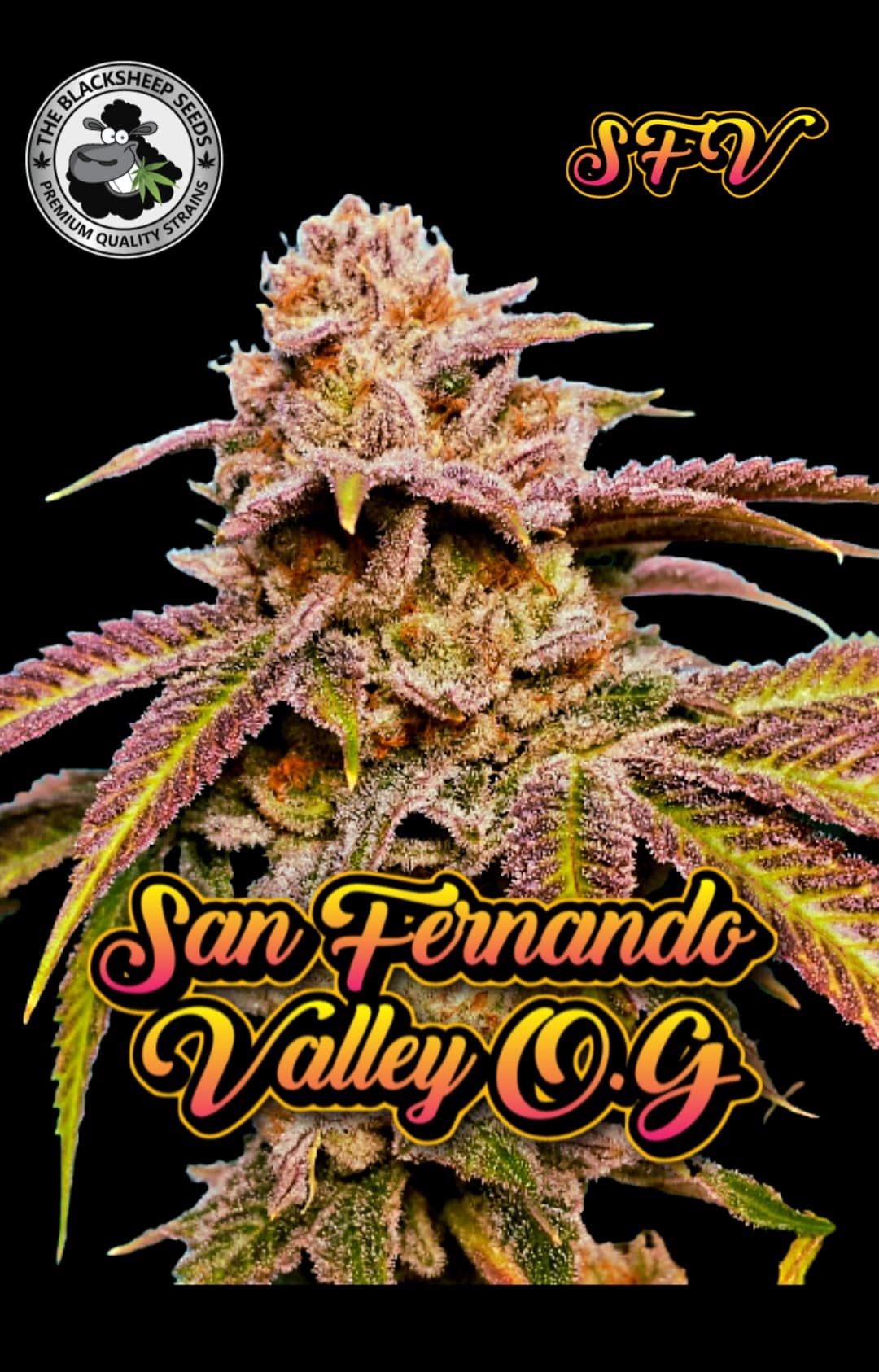 San Fernando Valley O.G. BLACK SHEEP