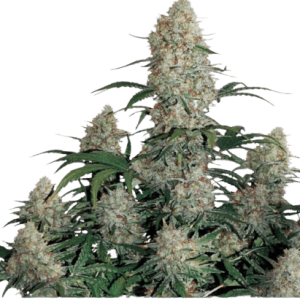 CRITICAL ORANGE PUNCH AUTO - DUTCH PASSION