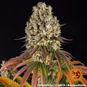 Sour Diesel Barneys Farm