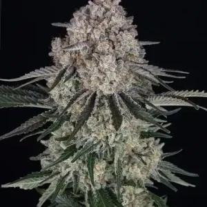 Sour Diesel Auto Barney's Farm