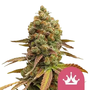 Special Queen 1 Royal Queen