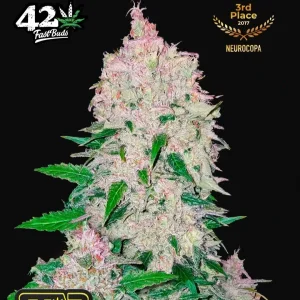 Stardawg Auto FAST BUDS