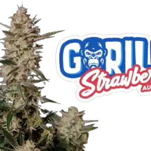 STRAWBERRY GORILLA AUTO FASTBUDS