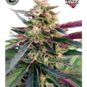 STRAWBERRY HAZE AUTO BLACK SHEEP