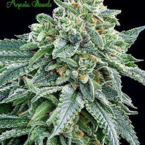 STRAWBERRY TREE - ANESIA SEEDS