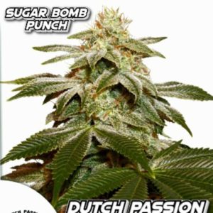 Sugar Bomb Punch Dutch Passion