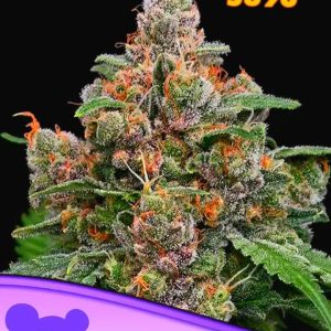 Sun of a Peach ANESIA SEEDS