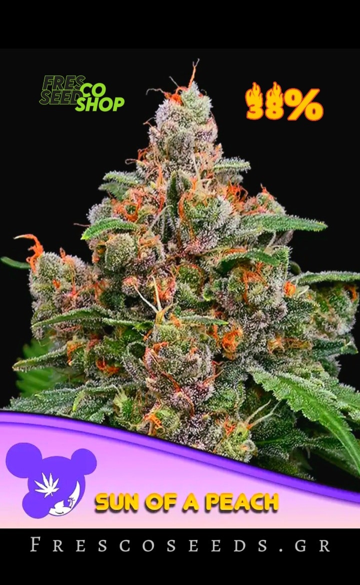 Sun of a Peach ANESIA SEEDS