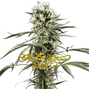 SUPER LEMON HAZE GREENHOUSE SEEDS
