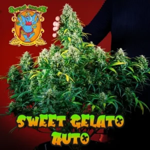 Sweet Gelato Auto Sweet Seeds, αυτόματη ποικιλία κάνναβης με γρήγορη ανθοφορία, γλυκά φρουτώδη αρώματα και υψηλή παραγωγή.