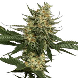 TANGIE - DNA GENETICS