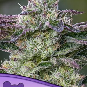 THE SIN ANESIA SEEDS