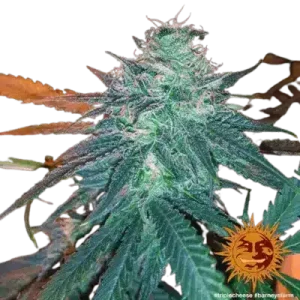 TRIPLE CHEESE - BARNEY'S FARM