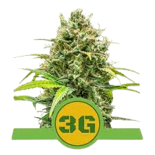 TRIPLE G AUTOMATIC ROYAL QUEEN