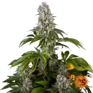 TROPICANA BANANA BARNEY’S FARM