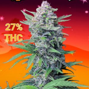 TROPICANA COOKIES AUTO FAST BUDS